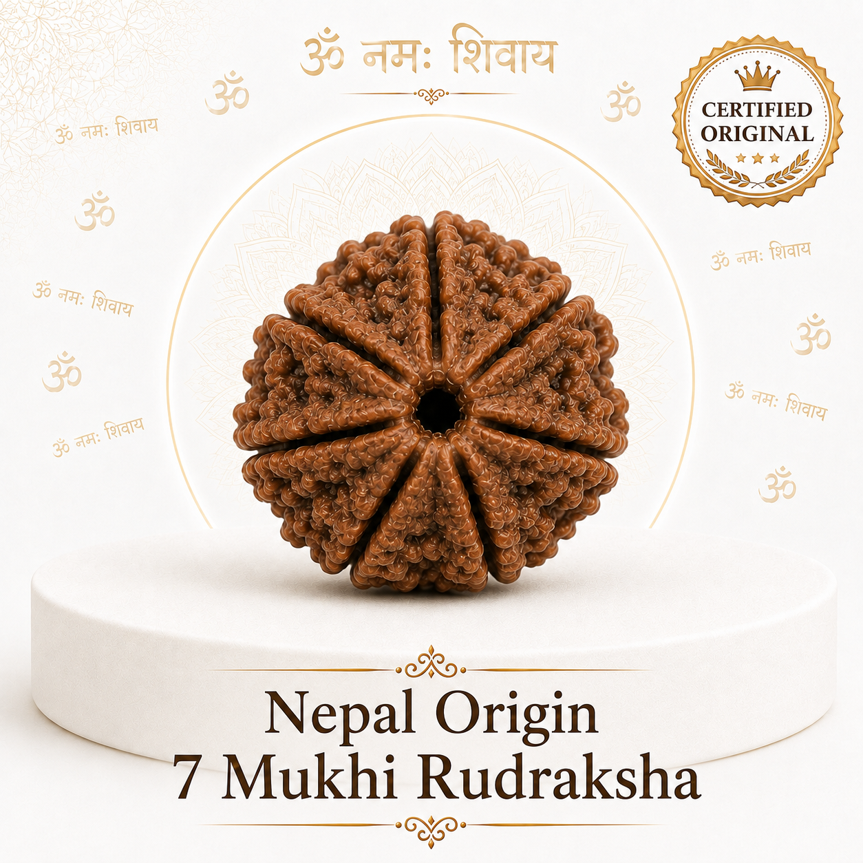 7 Mukhi Rudraksha ( Nepal Origin )